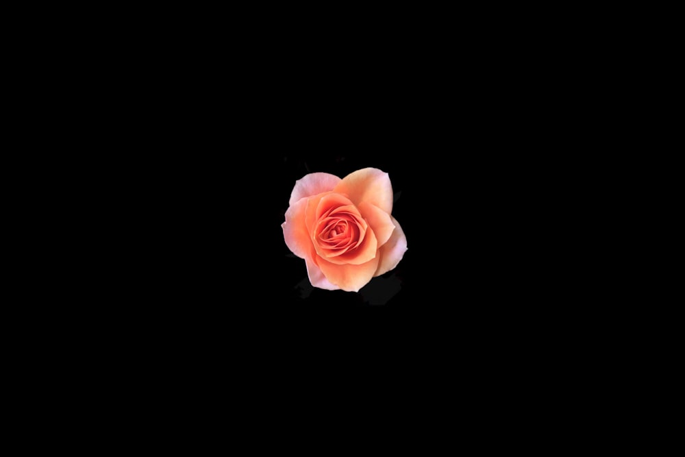 Rosa rosada