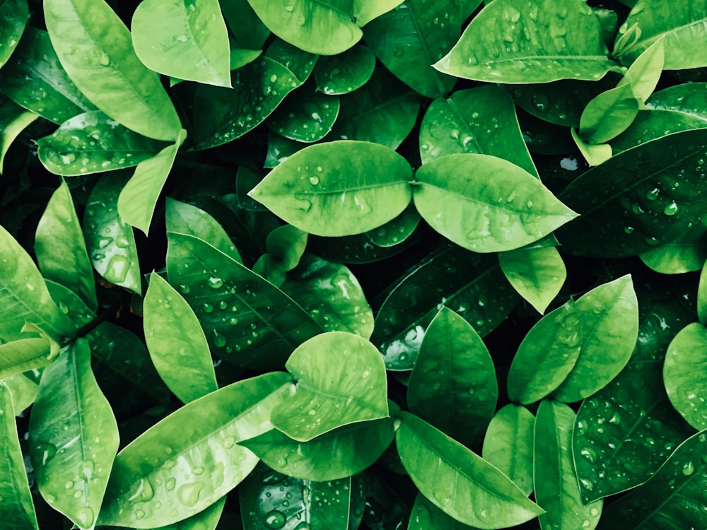 녹색 잎 식물 사진