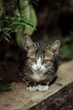 grey tabby kitten