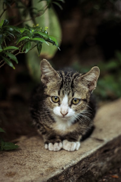 Cat Health
