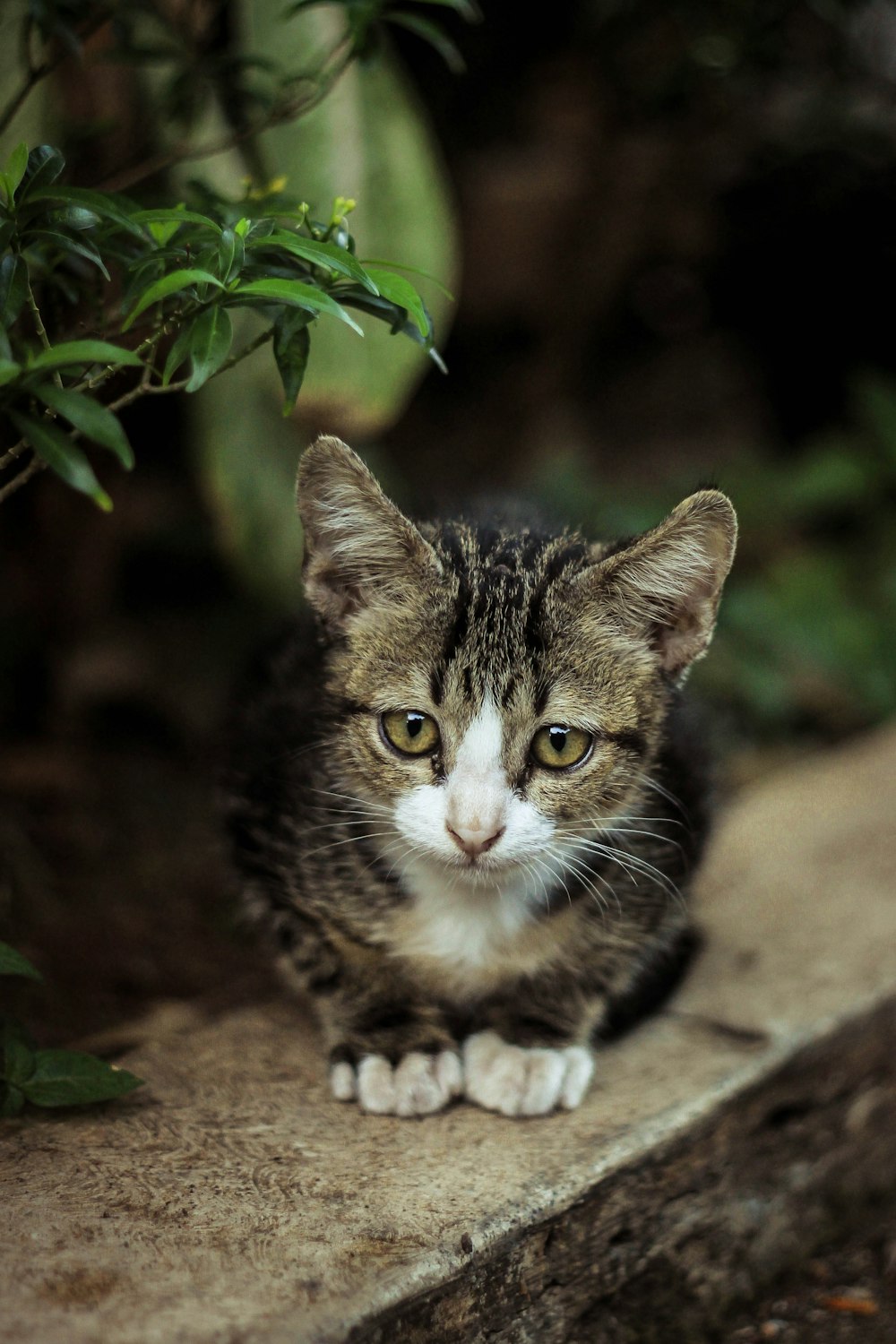 grey tabby kitten