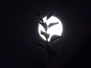 Illustration of moon phases over a garden with plants growing in sync