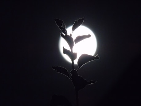 Illustration of moon phases over a garden with plants growing in sync