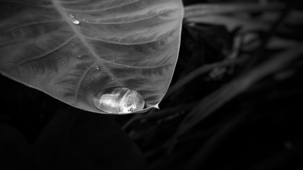 Fotografía en escala de grises de gotas de agua en la planta de hoja