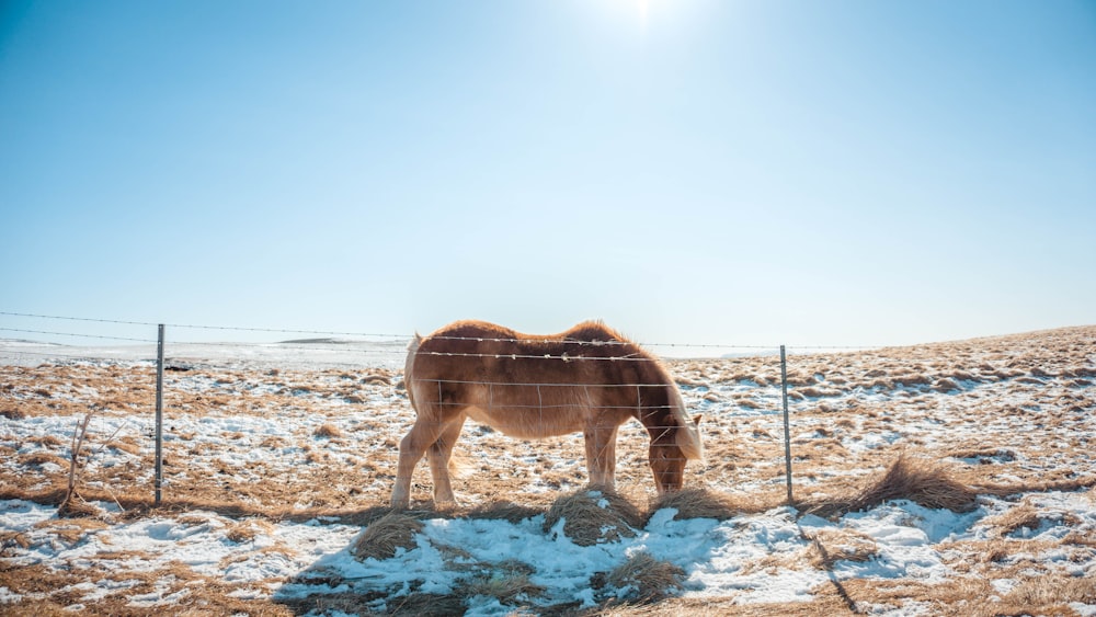 Selektive Fokusfotografie eines braunen Pferdes unter blauem, ruhigem Himmel
