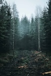 green forest under gray sky during daytime