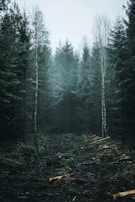 green forest under gray sky during daytime