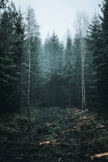 green forest under gray sky during daytime