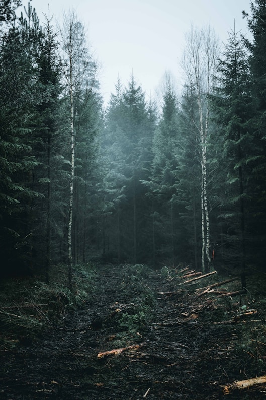 green forest under gray sky during daytime