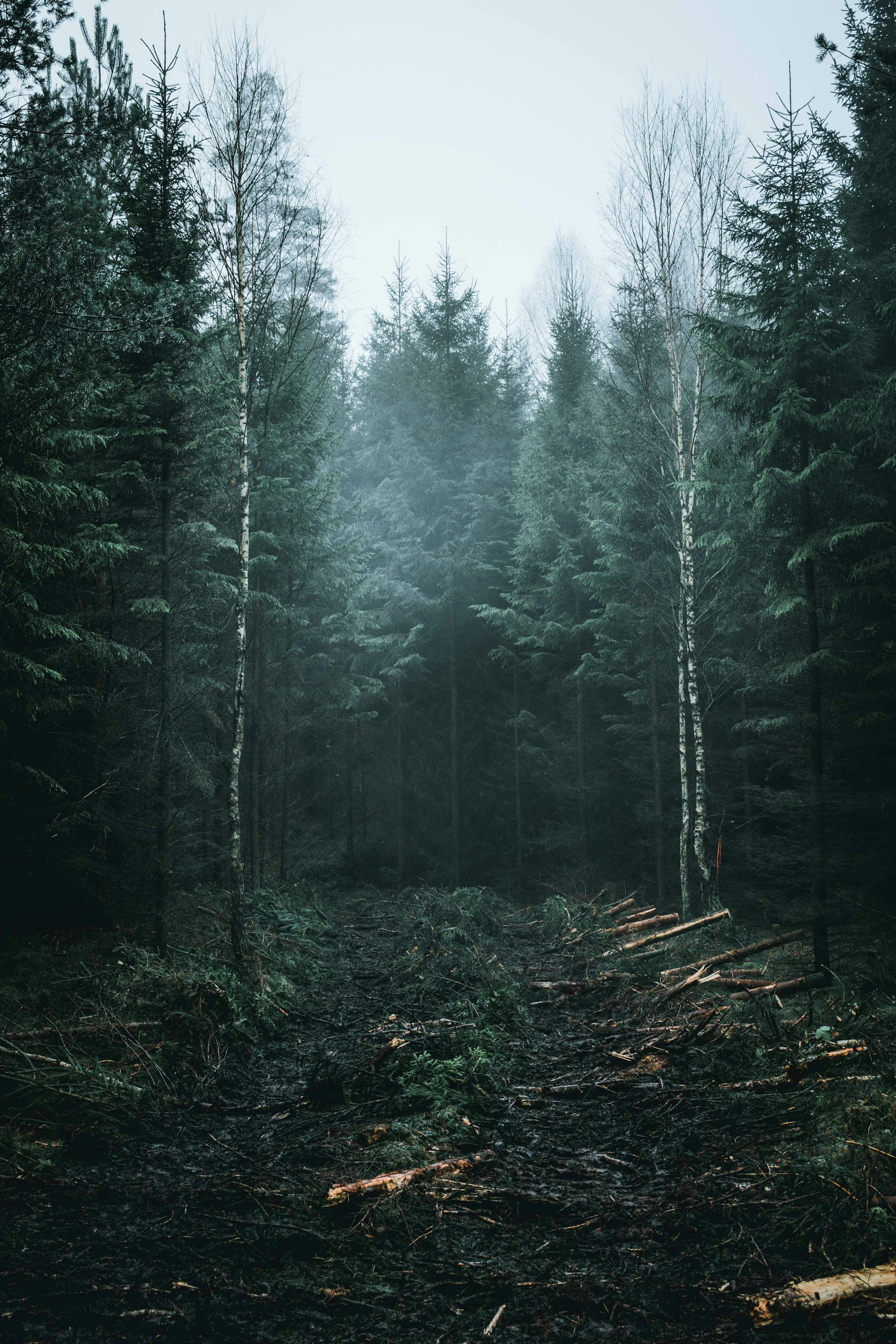 green forest under gray sky during daytime