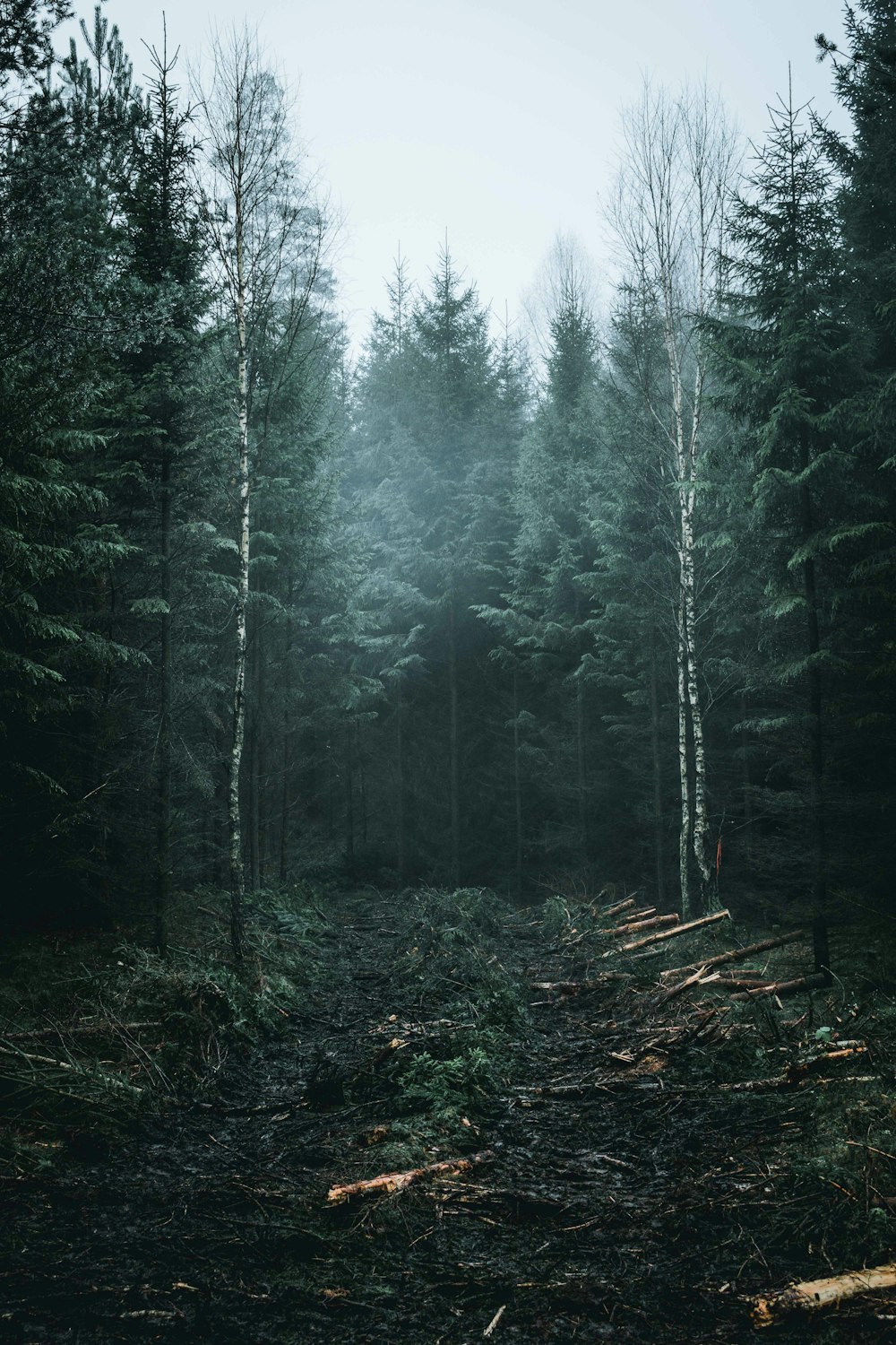 green forest under gray sky during daytime