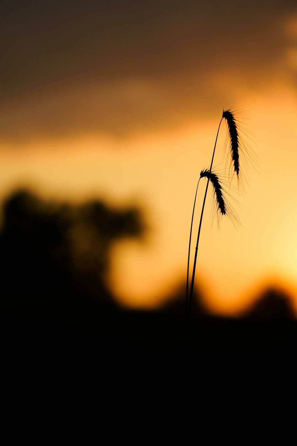 close-up silhouette photo of plant