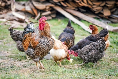 A group of roosters in a training yard.