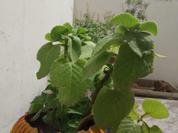 Close-up of a textured outdoor planter made of natural materials with lush greenery.