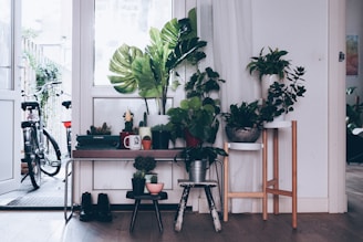 A cozy indoor space filled with a variety of potted plants arranged on a table and wooden stands, creating a lush green corner. A bicycle is visible outside the open door, suggesting a connection to an outdoor area. The soft natural light enhances the inviting atmosphere, while a typewriter and mugs on the table add a vintage touch.