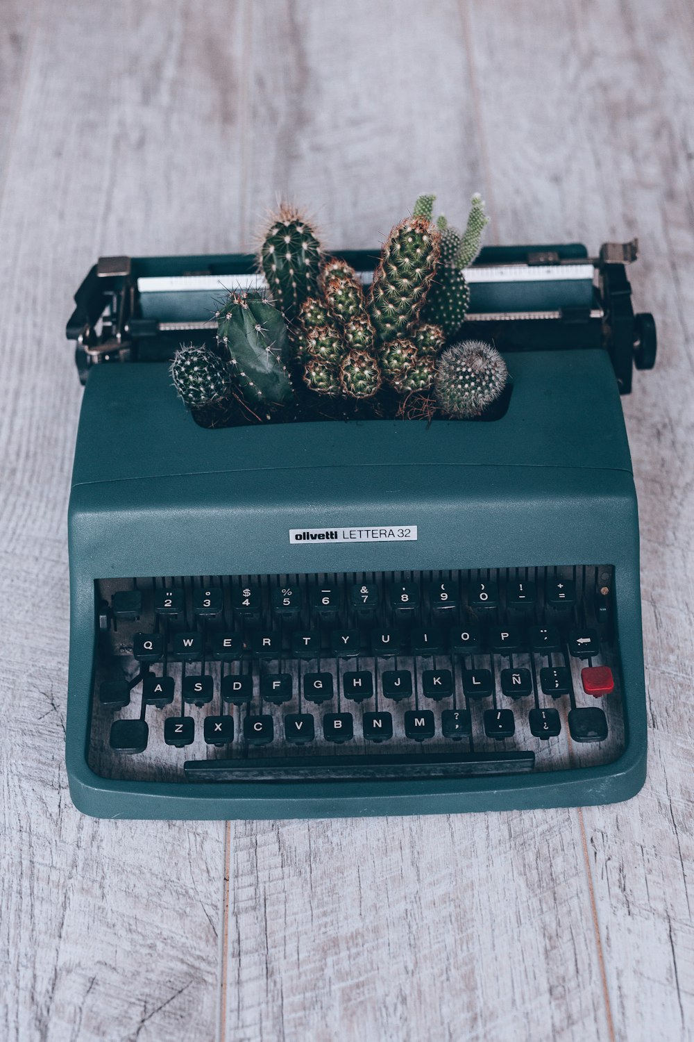 macchina da scrivere Olympia nera e verde e pianta di cactus verde
