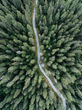 aerial photography of vehicle on road between trees