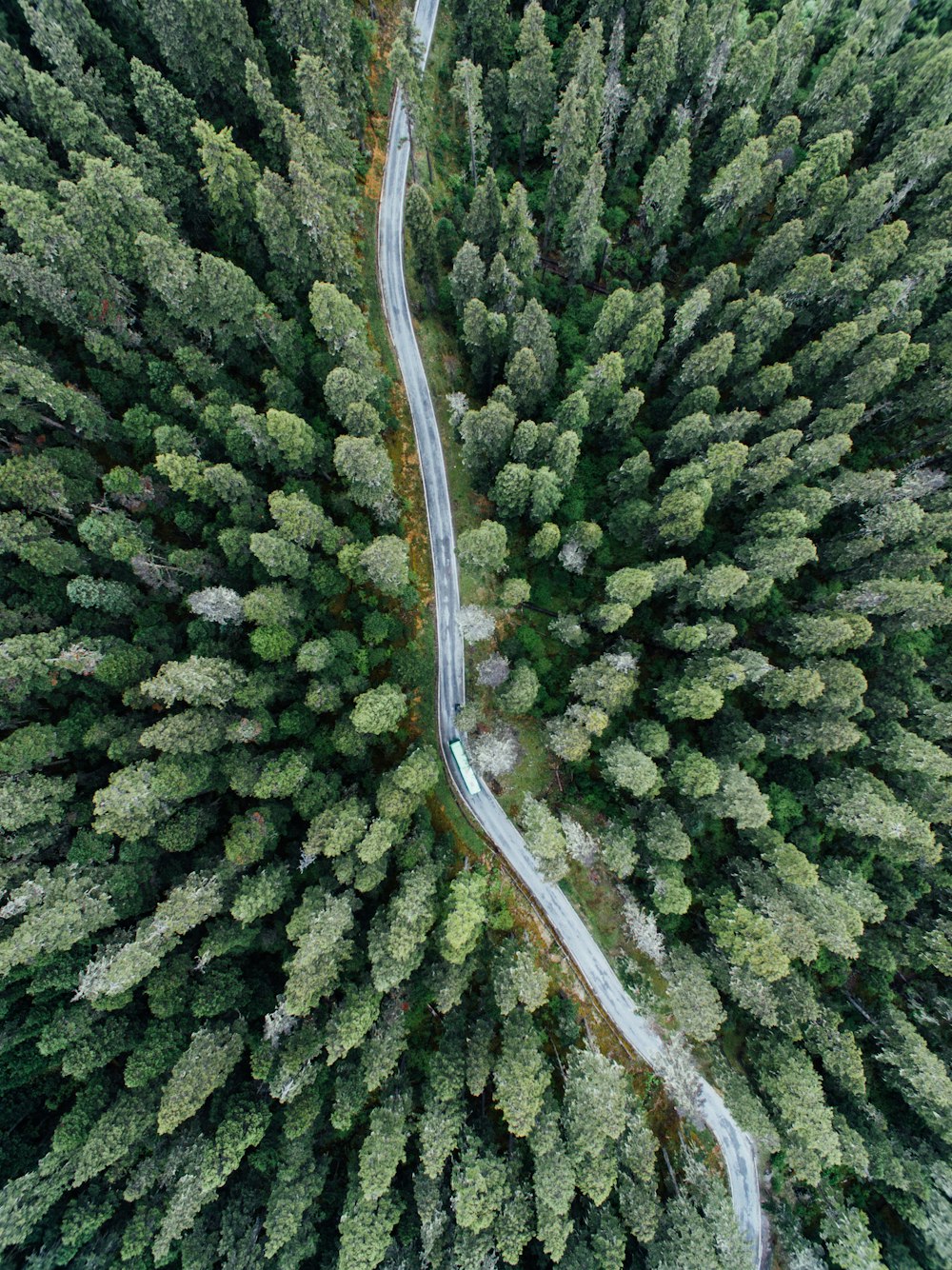 Photographie aérienne d’un véhicule sur la route entre les arbres