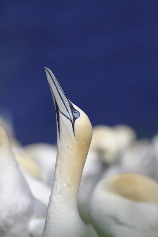 selective photo of white and brown bird in Île Bonaventure Canada