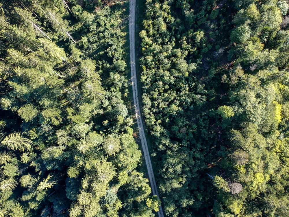bird's-eye view photography of road between green forest