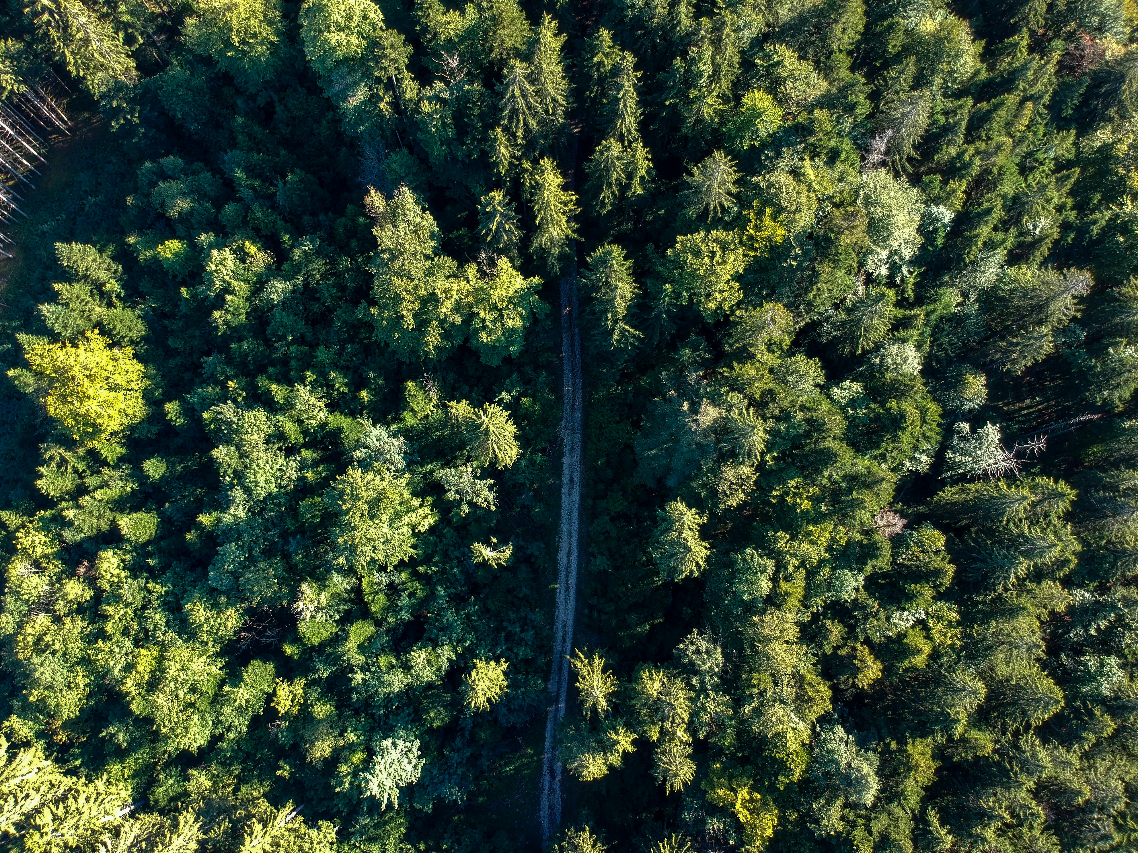 aerial photography of gray road between trees