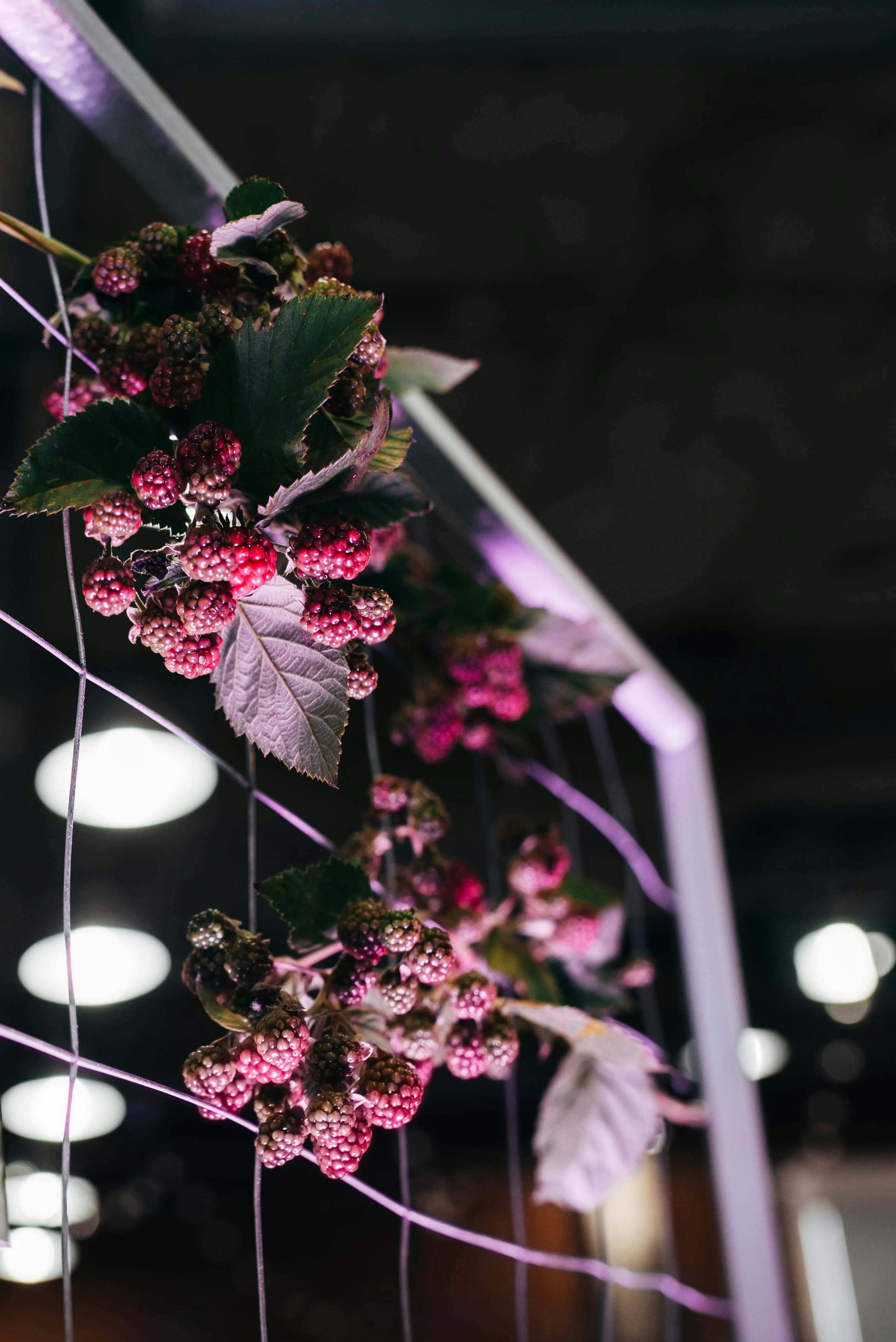 pink berries hanged on fence