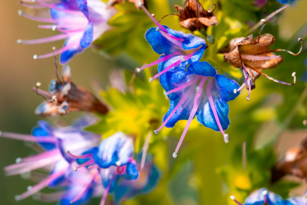 blue-and-pink petaled flowers