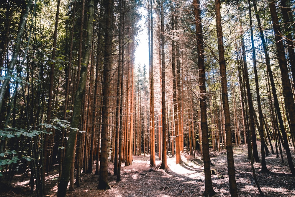 a forest filled with lots of tall trees