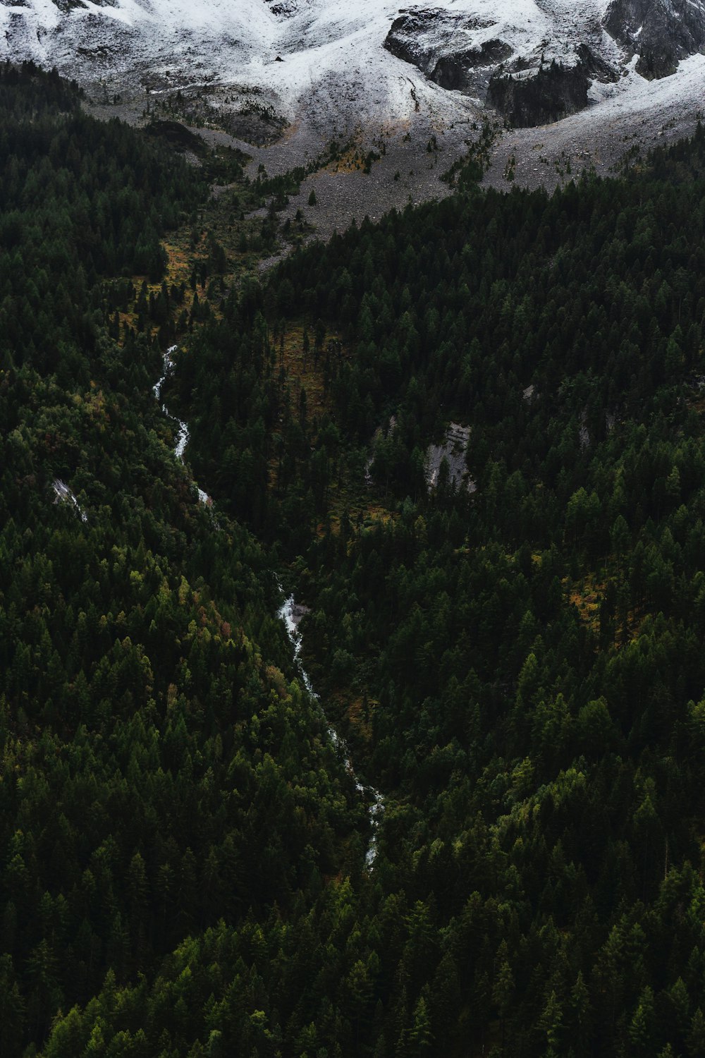 river in between pine forests