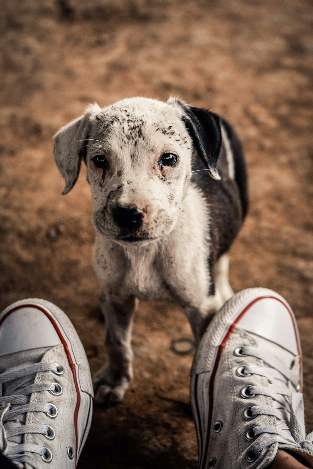 white and black puppy