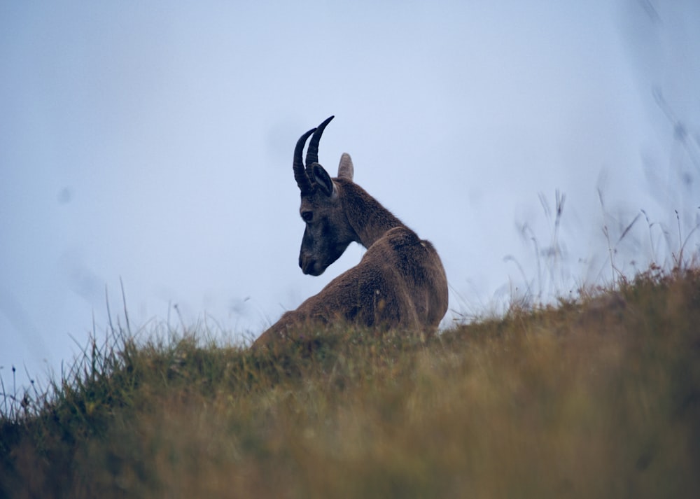 brown deer near grass field