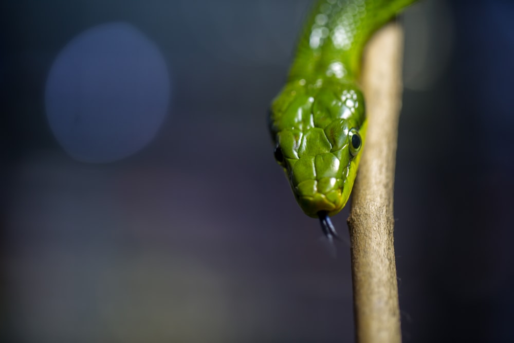 Fotografía de enfoque selectivo de serpiente verde