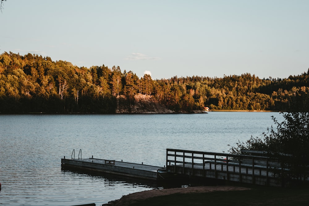 lake and trees