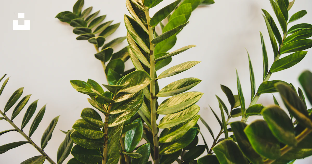 Green leaf plant close-up photo photo – Free Green Image on Unsplash