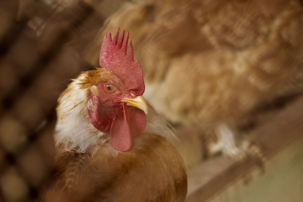 selective photo of brown and white rooster