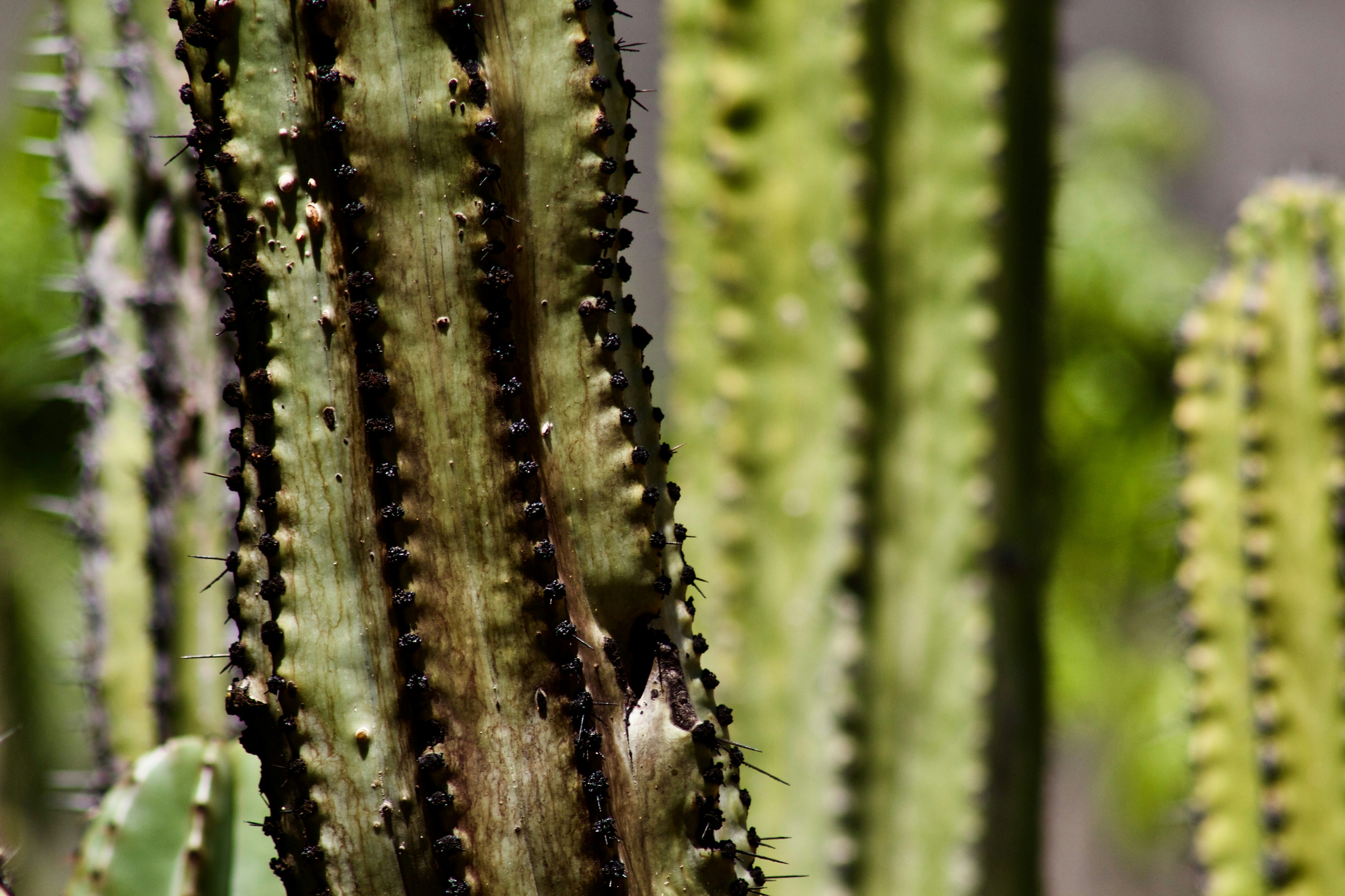 Miniature barrel cactus with vibrant green spines