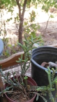Two potted plants sit on a wooden surface outdoors. The foreground shows a small plant with elongated, segmented green leaves in a brown pot. Behind it is a black pot containing a different plant with rounded features. In the background, there are trees with green leaves and a bright, sunny atmosphere.