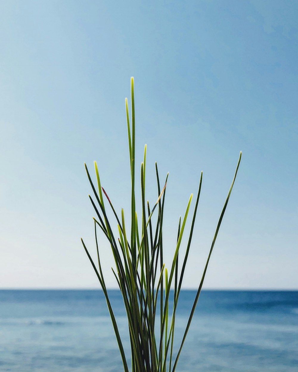 green plant near blue ocean under blue clear sky during daytime