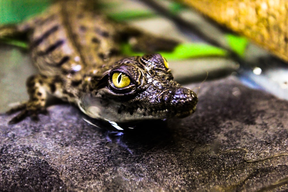 close-up photo of brown reptile on gray rock