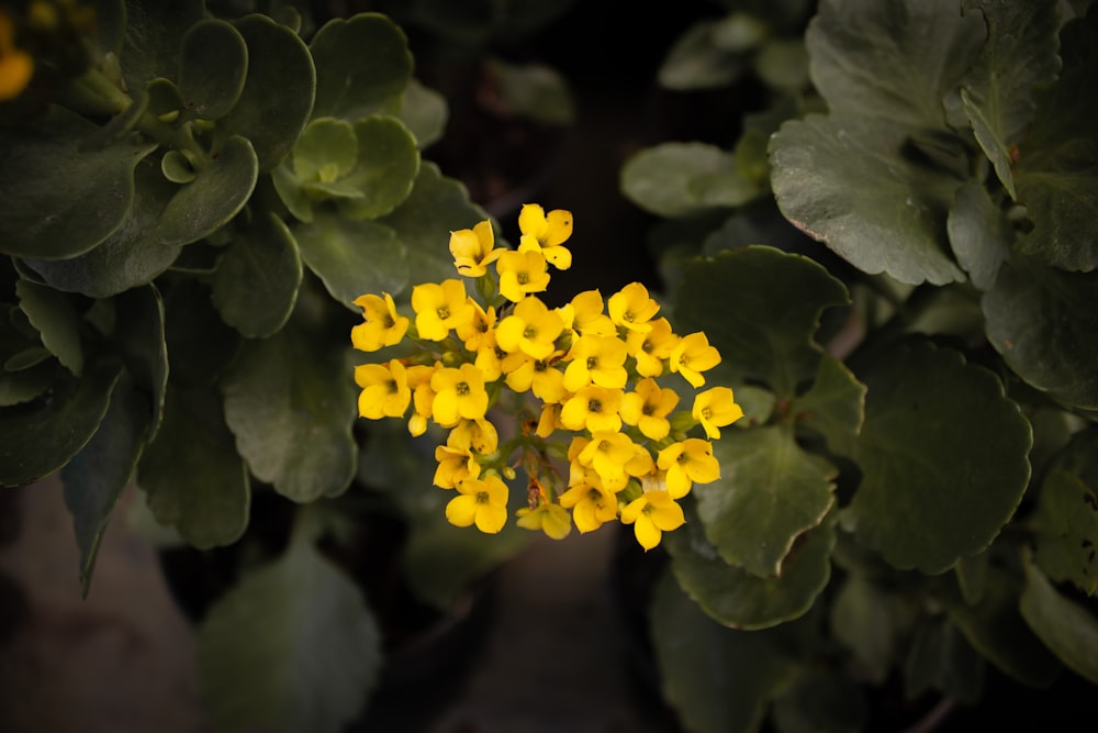 shallow focus of yellow flowers