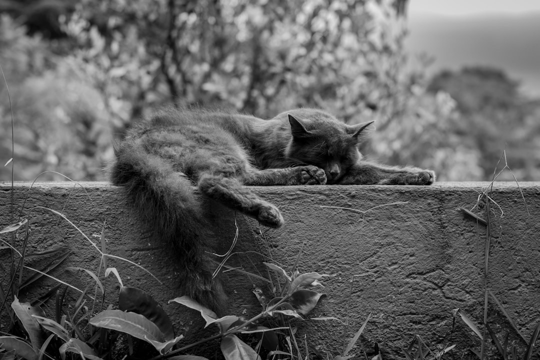 travelers stories about Wildlife in Cofradía de Suchitlán, Mexico