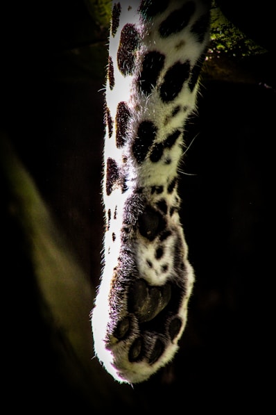 shallow focus photography of animal paw