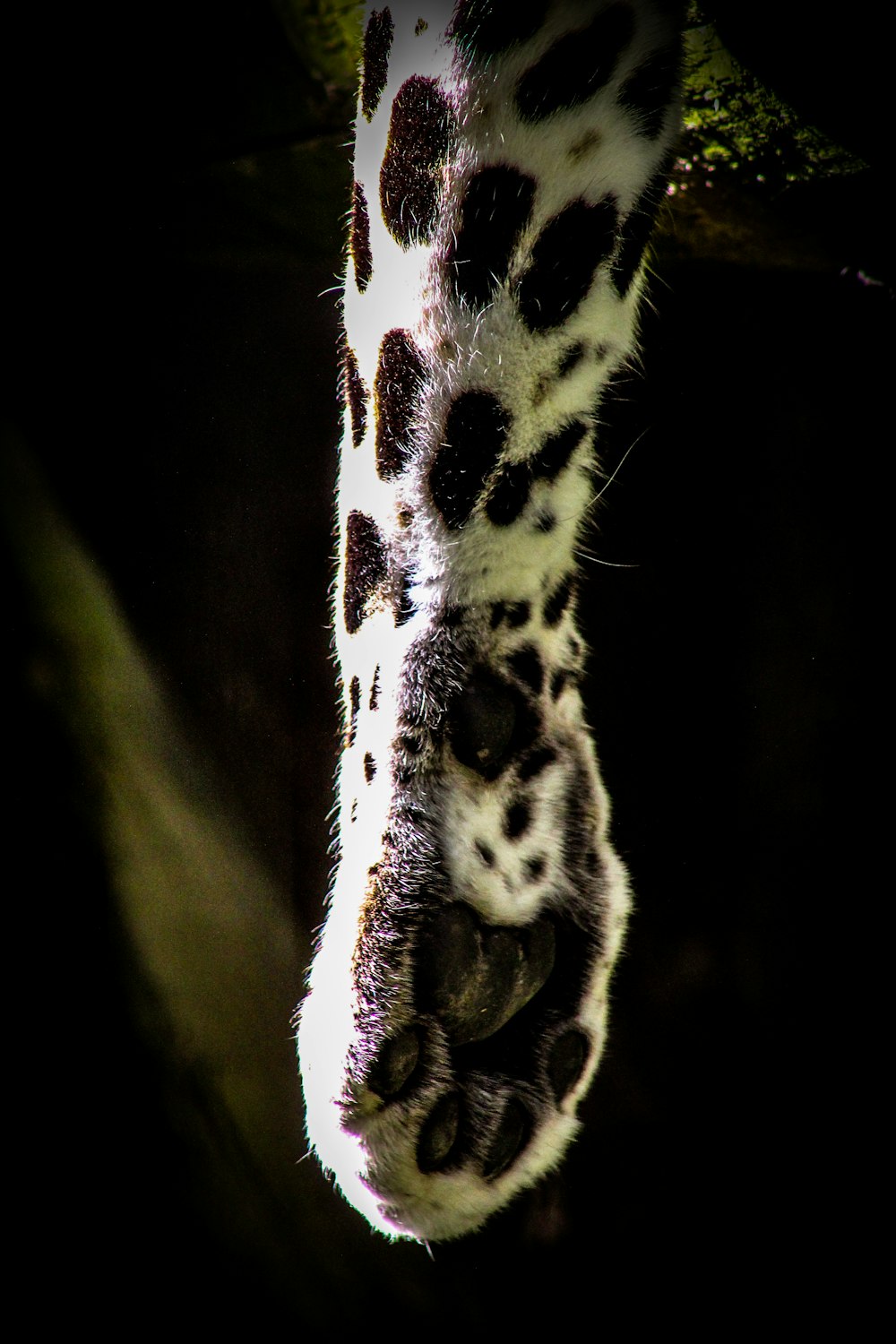 shallow focus photography of animal paw
