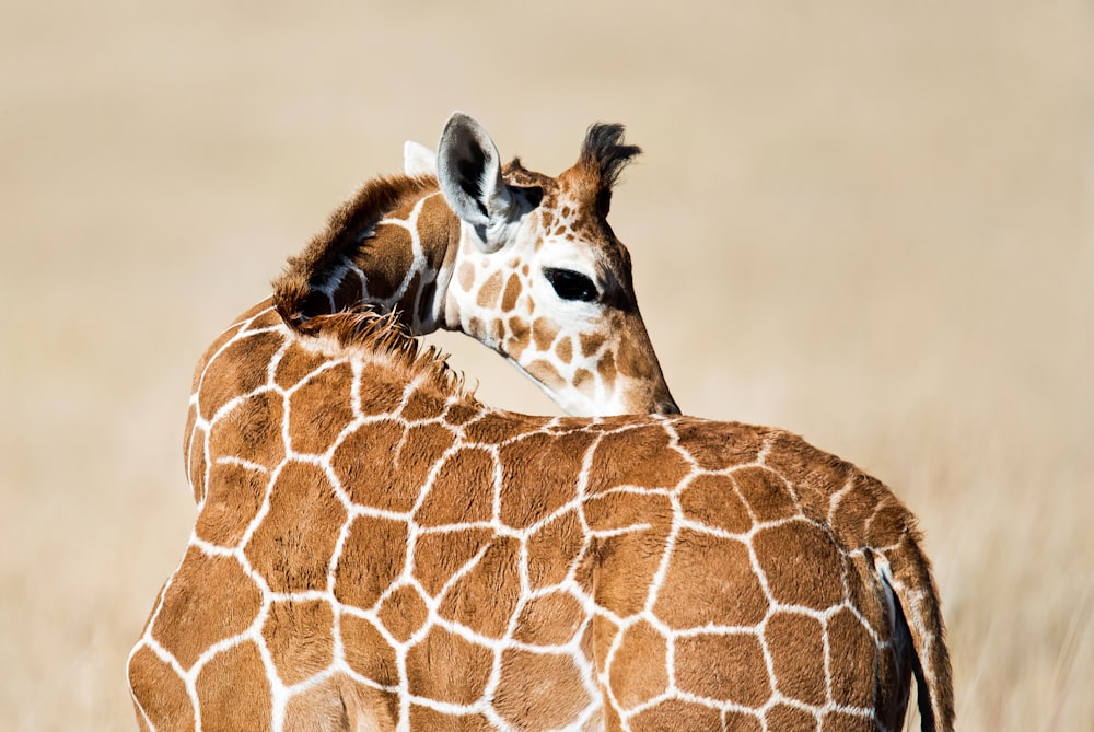 Selektives Fokusfoto der Giraffe