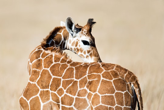 selective focus photo of giraffe in Lewa Wildlife Conservancy Kenya