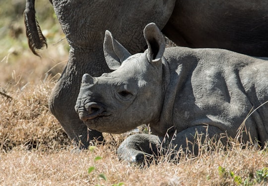 gray baby rhinoceros in Lewa Wildlife Conservancy Kenya