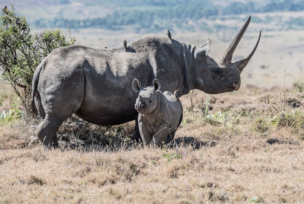 회색 코뿔소의 부모와 자손이 들판에 있습니다.