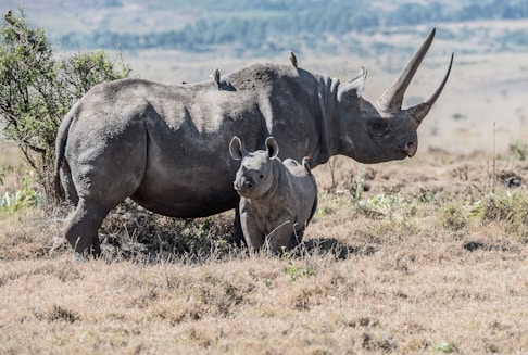 gray rhinoceros parent and offspring on field