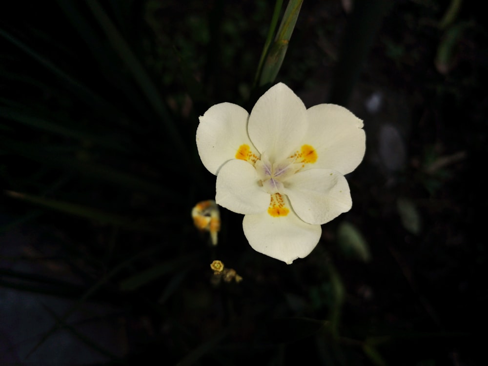 white petaled flower