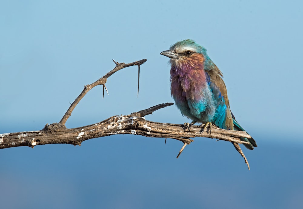 Vogel sitzt auf Ast